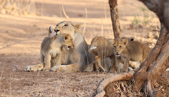 SASAN GIR